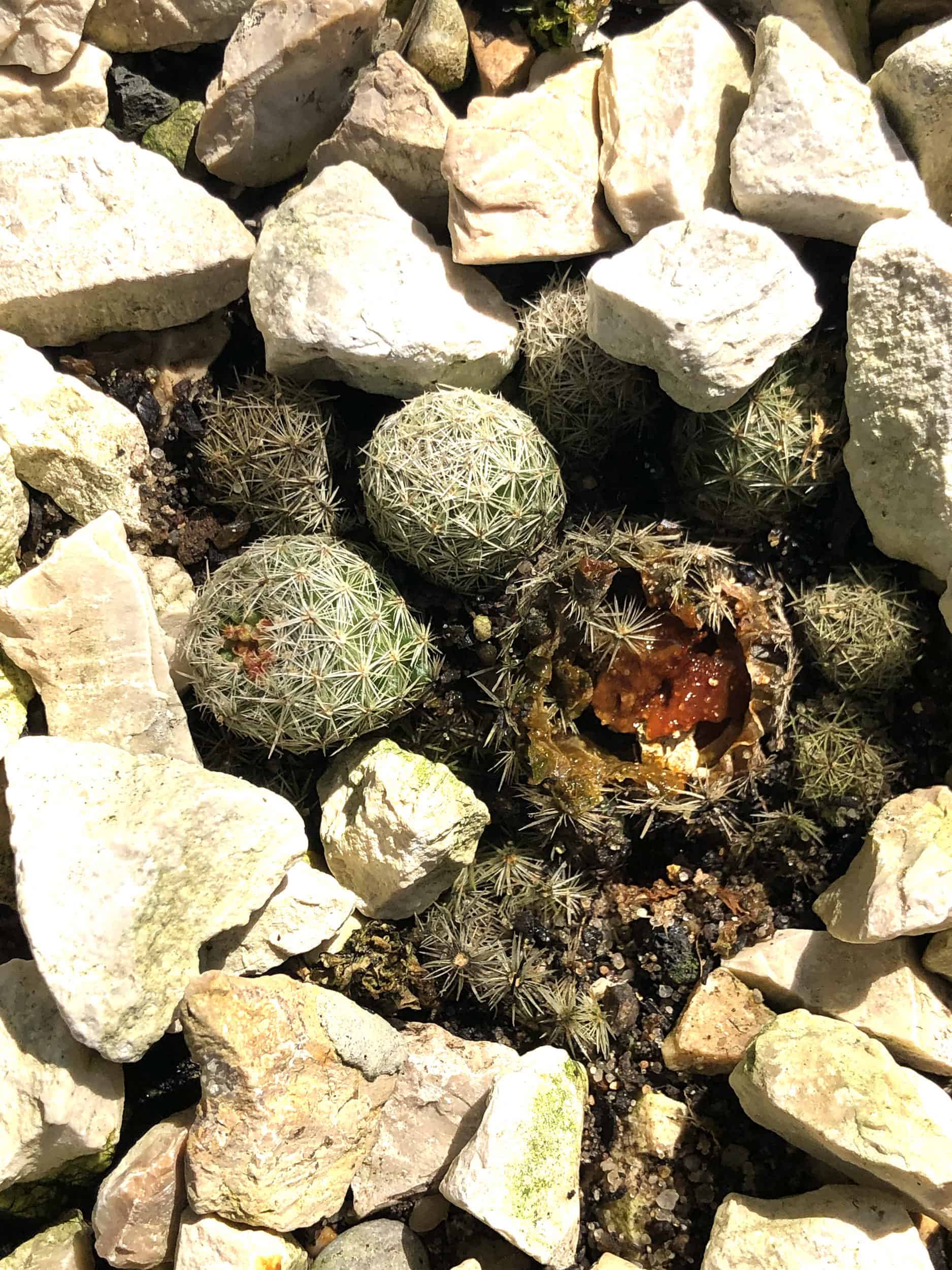 Cactaceae: Mangelerscheinungen + Krankheiten | Der Exotengrtner   Gartenblog fr exotische, winterharte Pflanzen