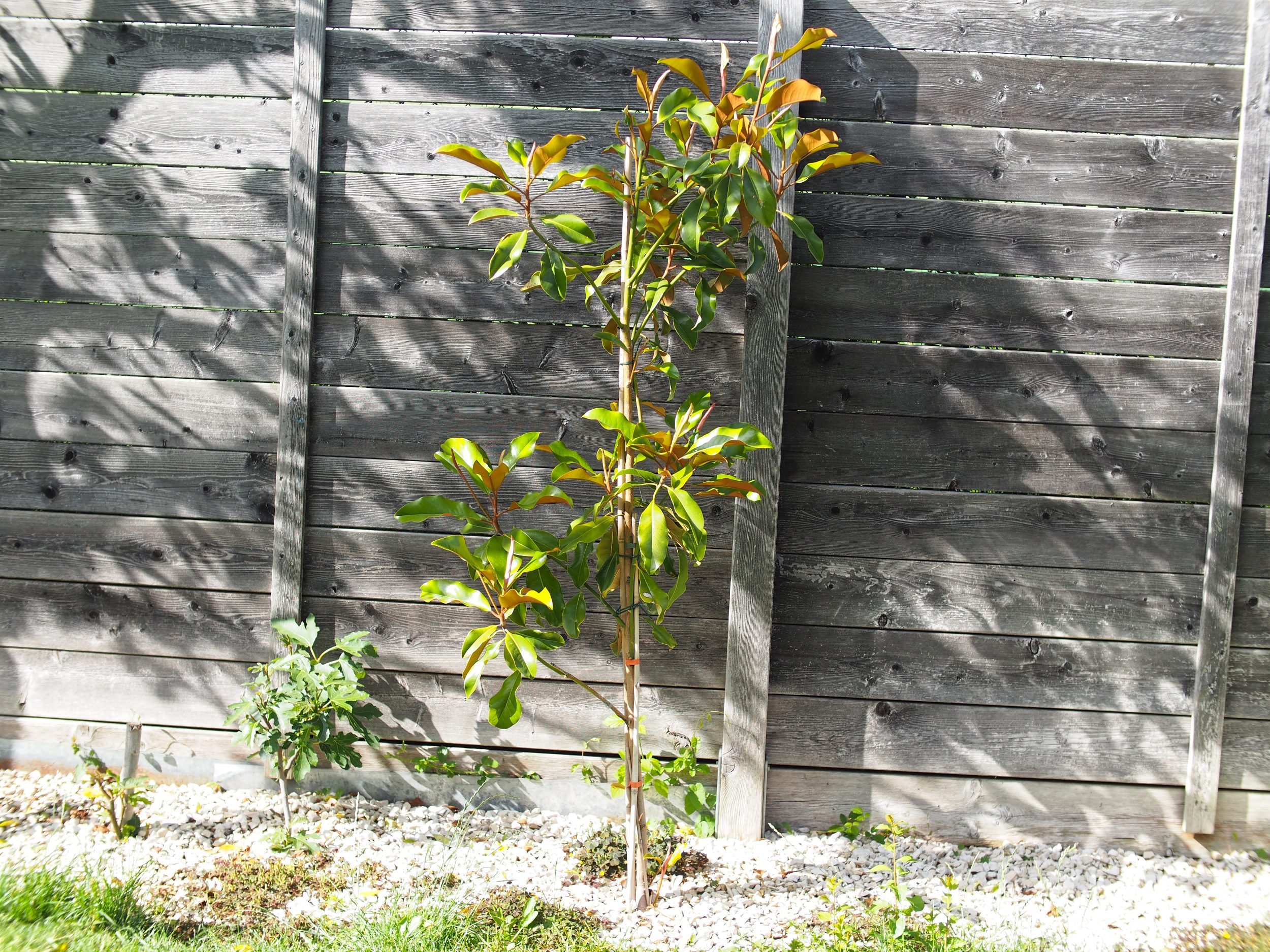 Magnolia grandiflora: Steckbrief 2