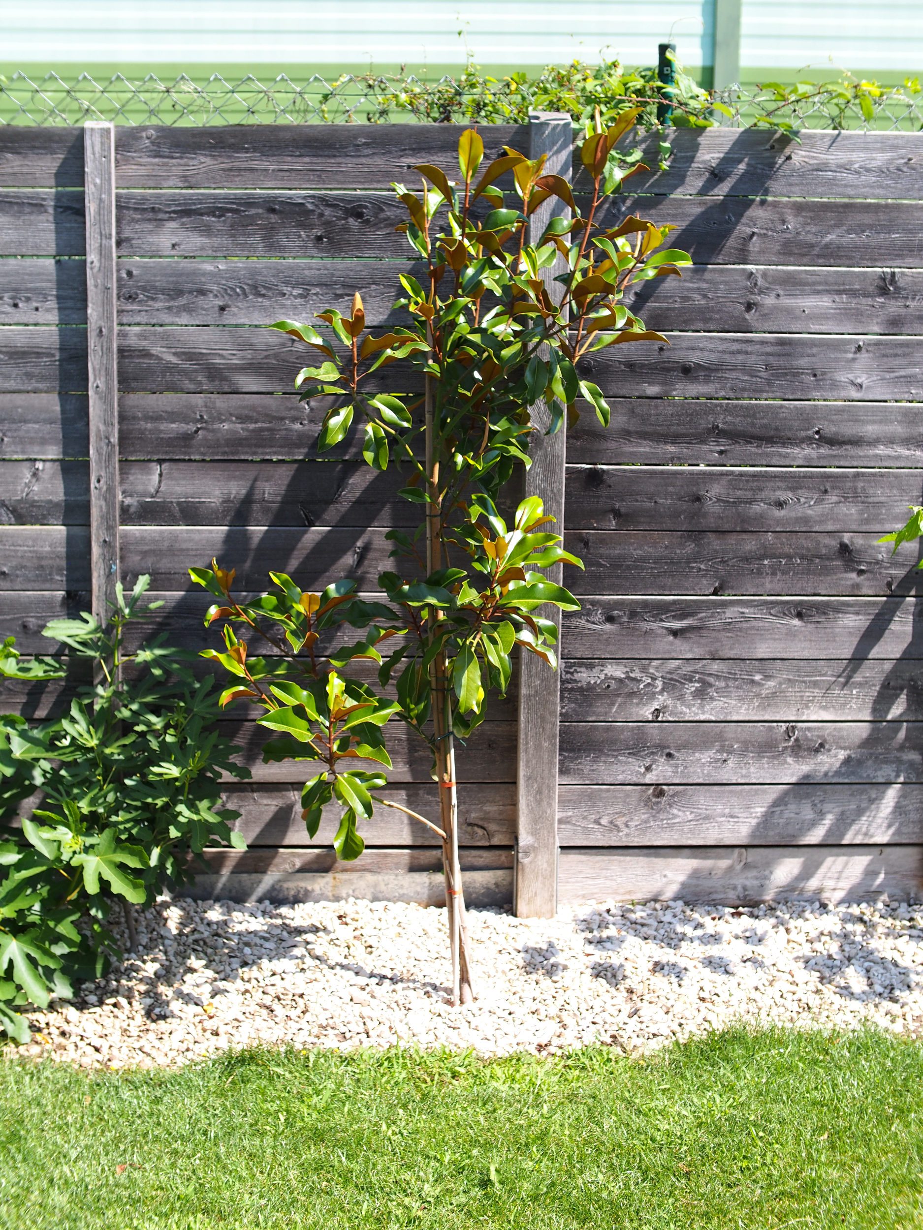 Magnolia grandiflora: Steckbrief 3