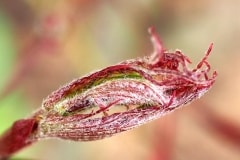 Acer palmatum ‚atropurpureum‘