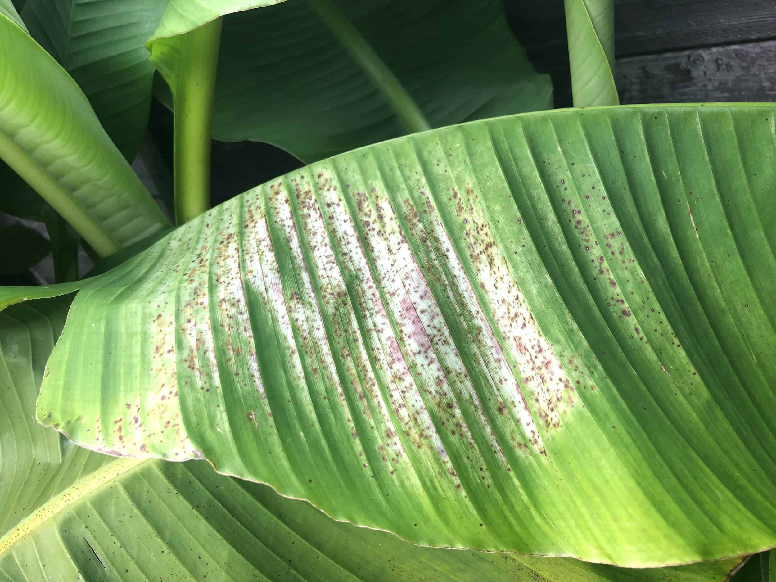 Musa basjoo: Mangelerscheinungen + Krankheiten | Der Exotengrtner   Gartenblog fr exotische, winterharte Pflanzen