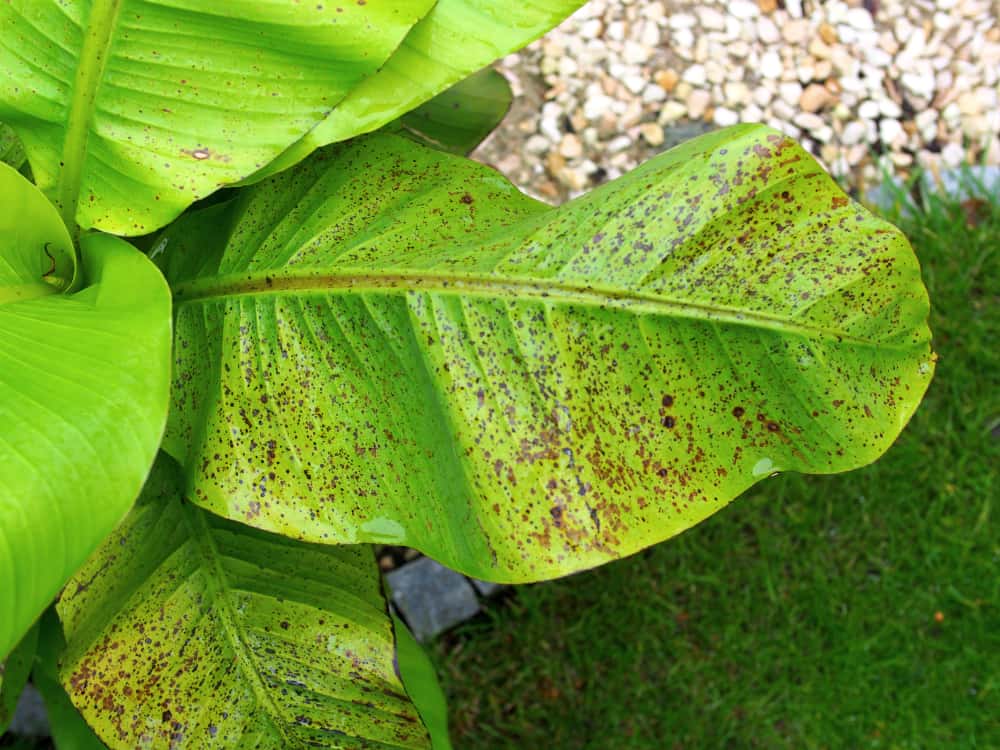Musa basjoo: Mangelerscheinungen + Krankheiten | Der Exotengrtner   Gartenblog fr exotische, winterharte Pflanzen