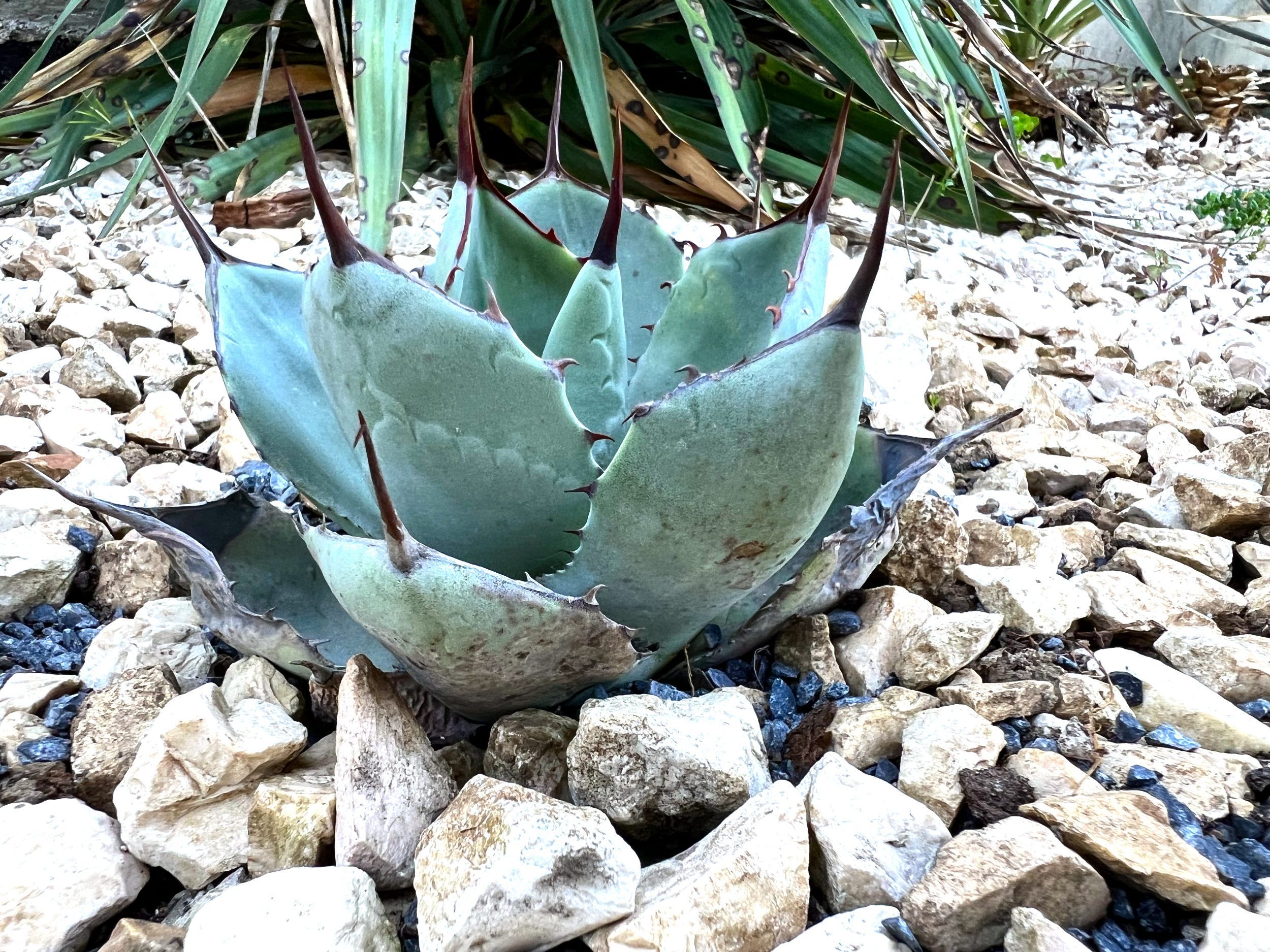 Agave parryi: Steckbrief | Der Exotengrtner  Gartenblog fr exotische,  winterharte Pflanzen