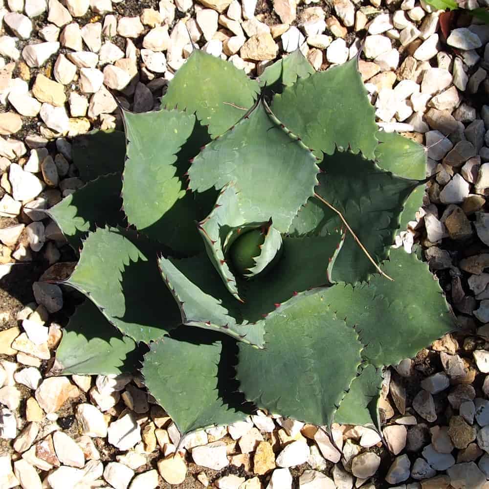 Agave parryi: Steckbrief 15