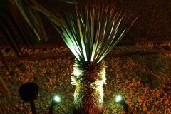 Yucca rostrata 2016