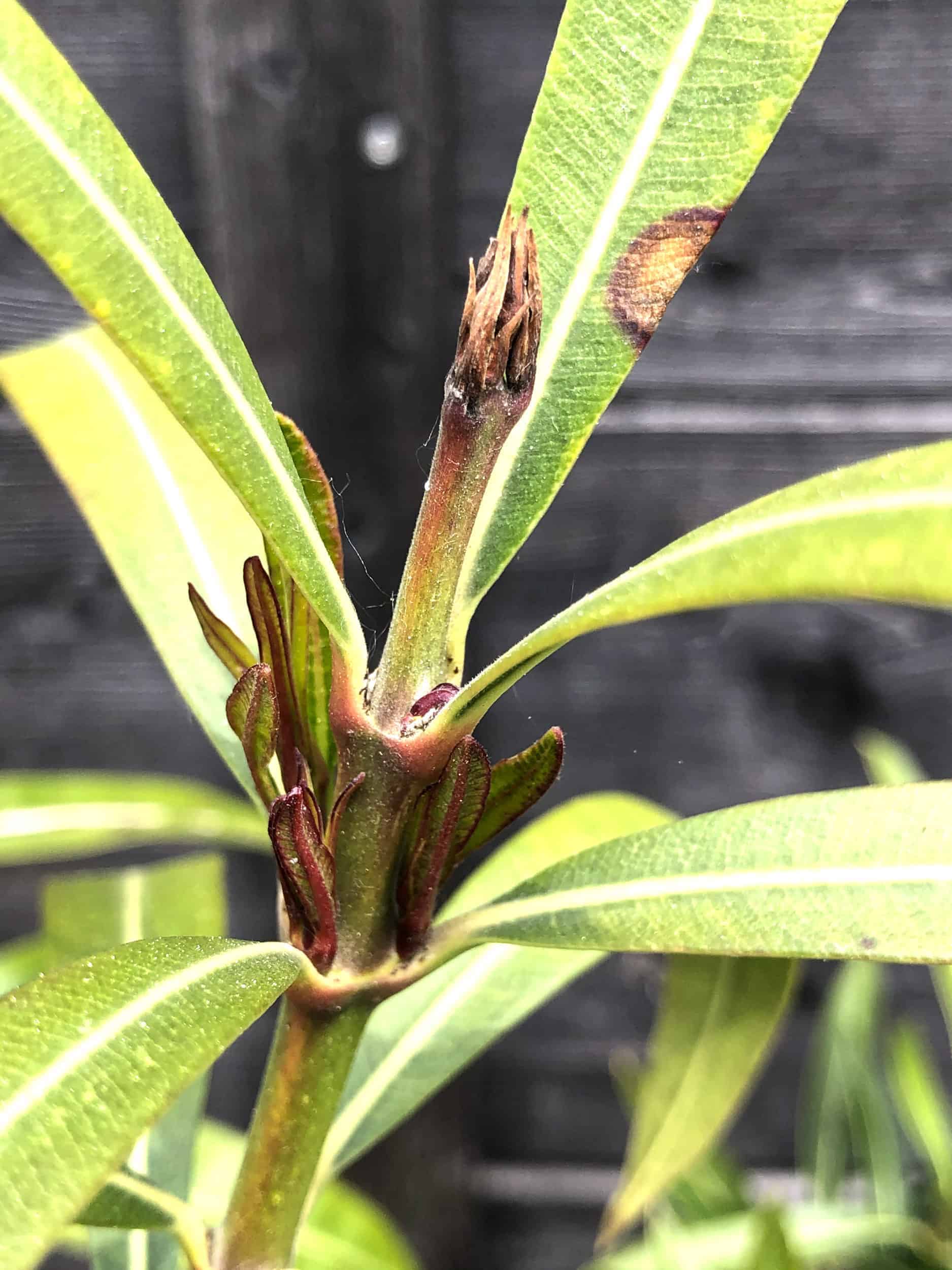 Nerium oleander: Mangelerscheinungen + Krankheiten 5