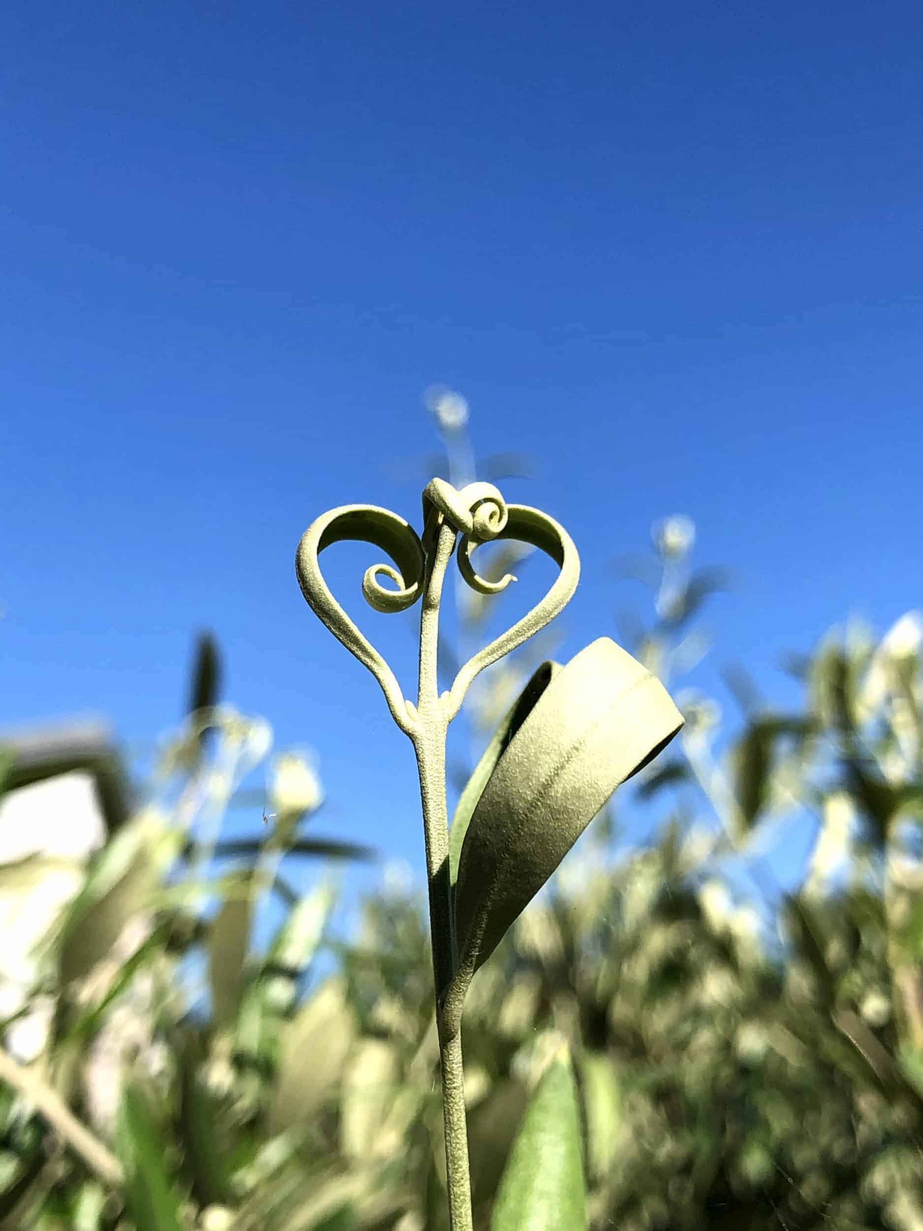 Olea europaea: Mangelerscheinungen + Krankheiten | Der Exotengrtner   Gartenblog fr exotische, winterharte Pflanzen