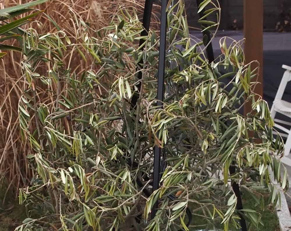 sansevieria Sansevieria 'Lavarnos Blue Clone Variegated' – Fantastic Gardens main image 0