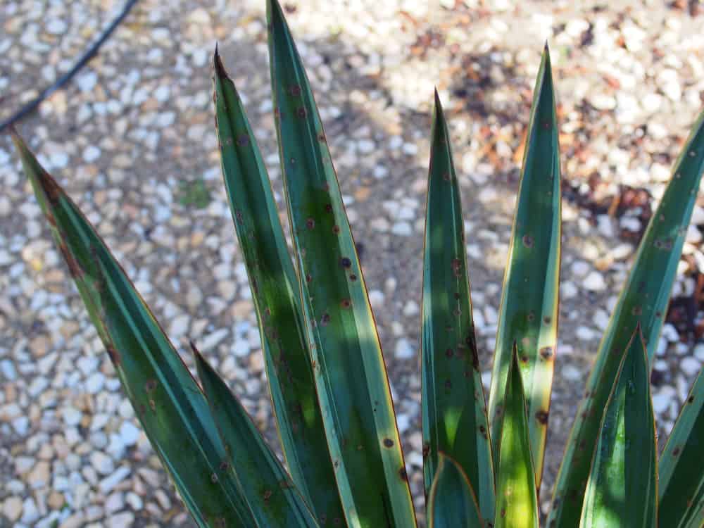 sansevieria black coral Snake Plant 'Black Coral' – Greenland Garden Centre main image 0