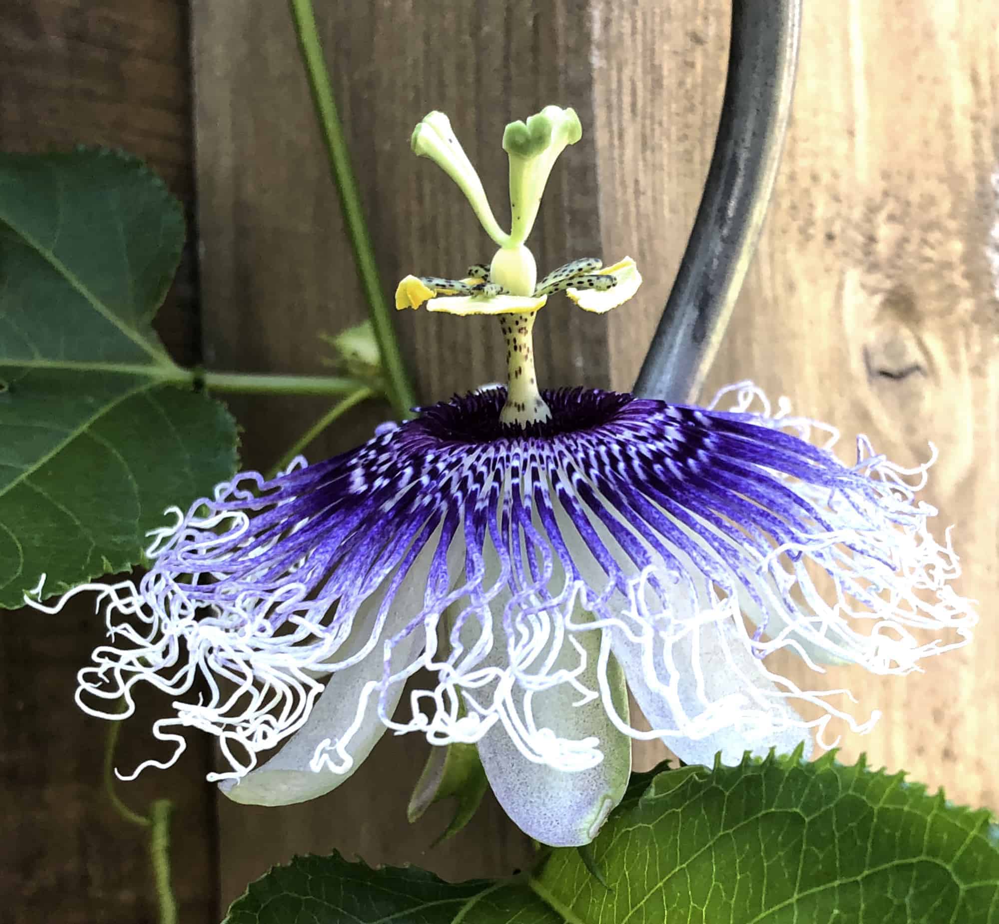 Passiflora: Steckbrief 9