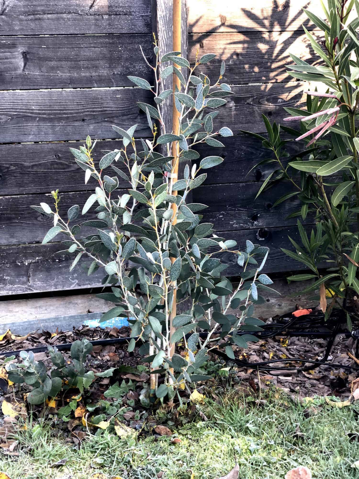 Eucalyptus pauciflora: Steckbrief 4