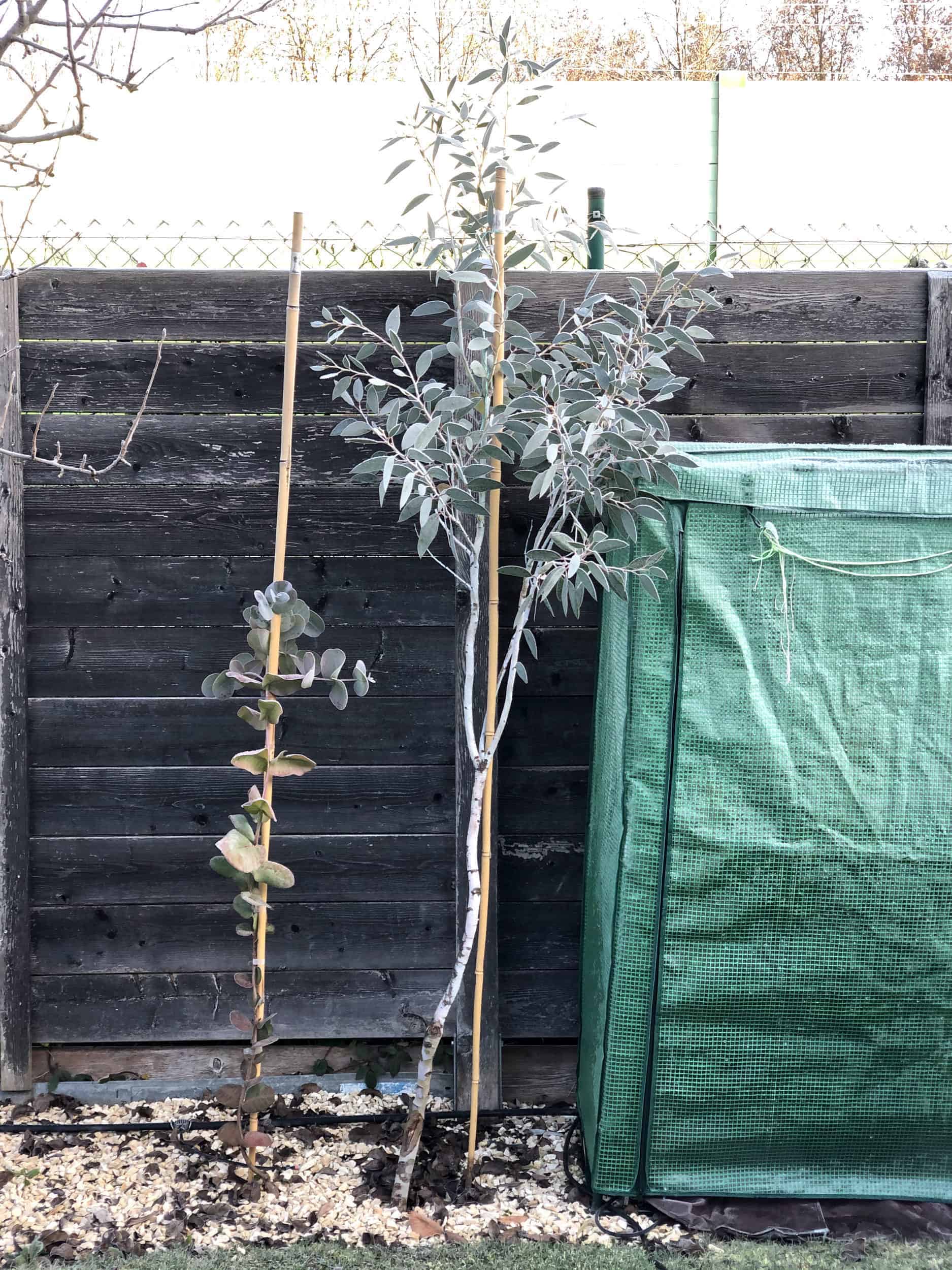 Eucalyptus pauciflora: Steckbrief 3