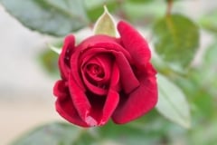 Rose 2015