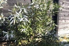 2019/20  Nerium oleander ‚Italia‘ 01