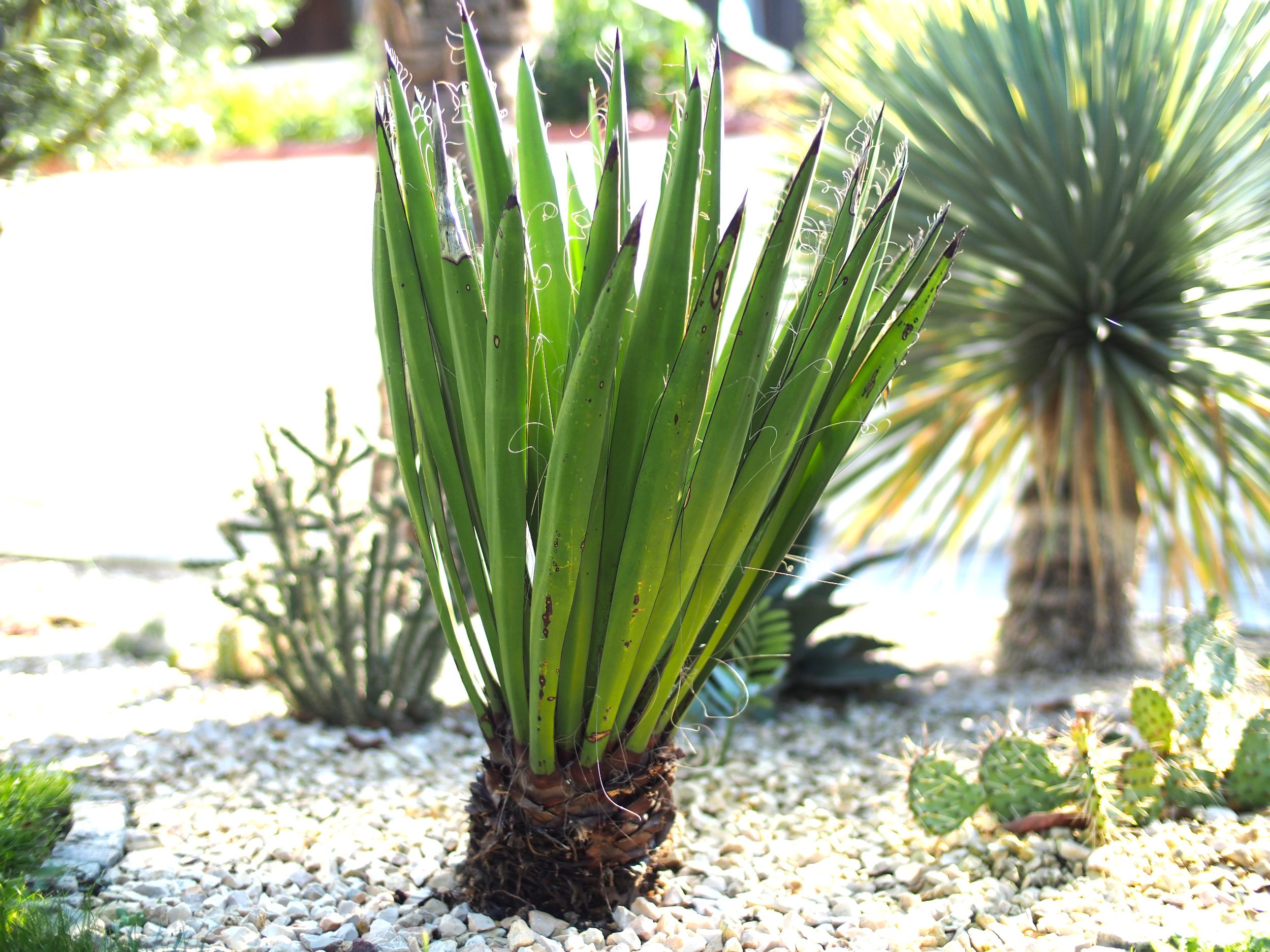 Yucca faxoniana: Steckbrief 4
