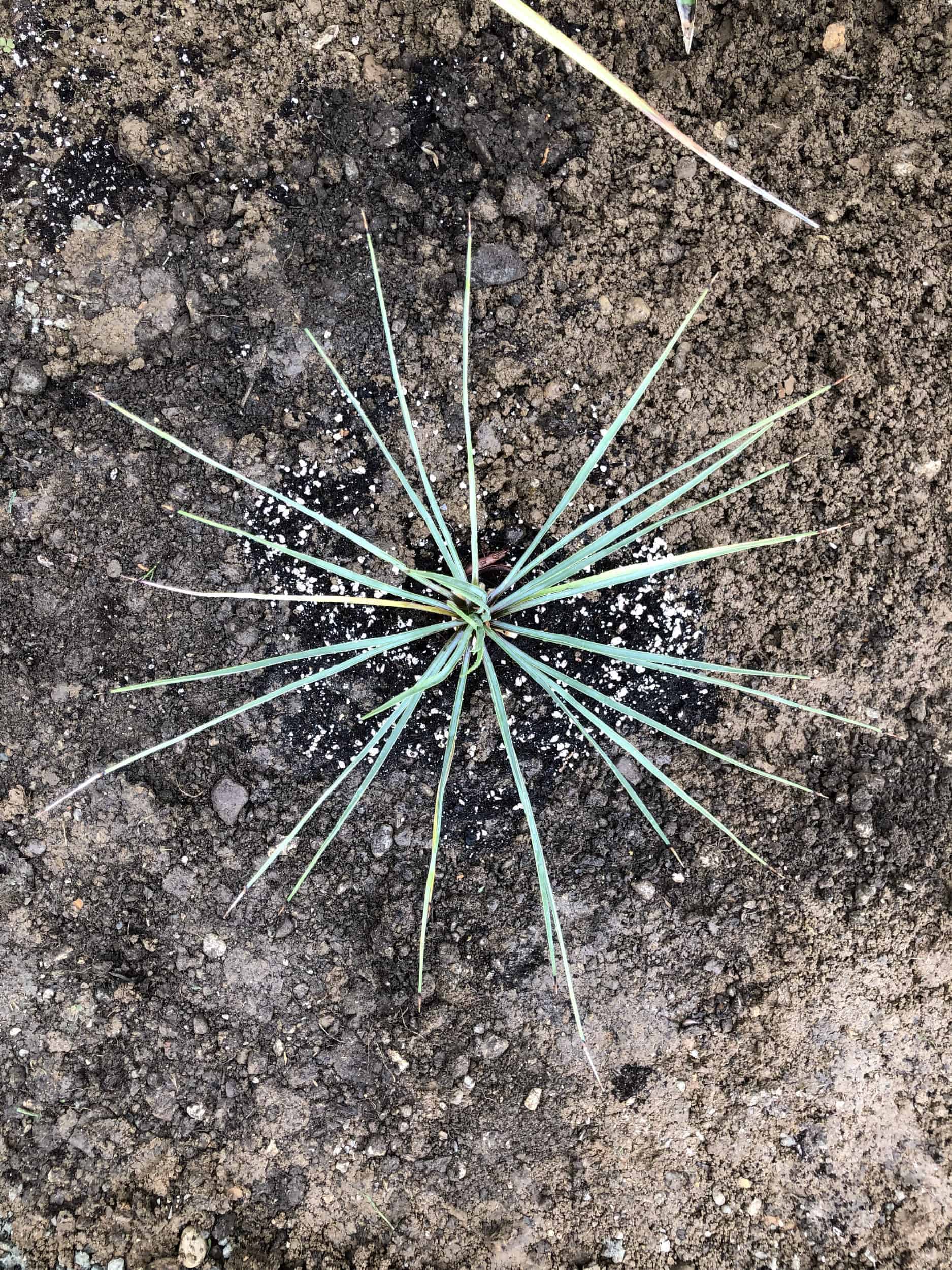 Yucca thompsoniana: Steckbrief 1