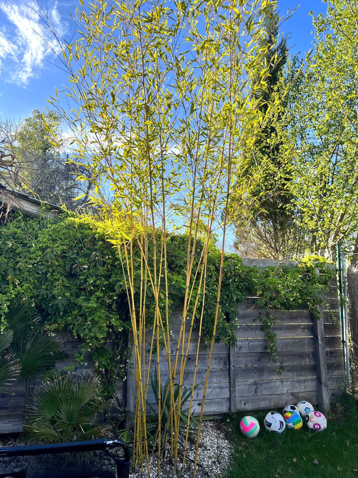 Bambusoideae: Pflege | Der Exotengrtner  Gartenblog fr exotische,  winterharte Pflanzen