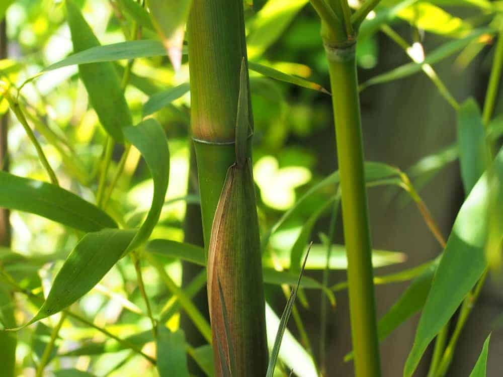 Bambusoideae: Pflege 5