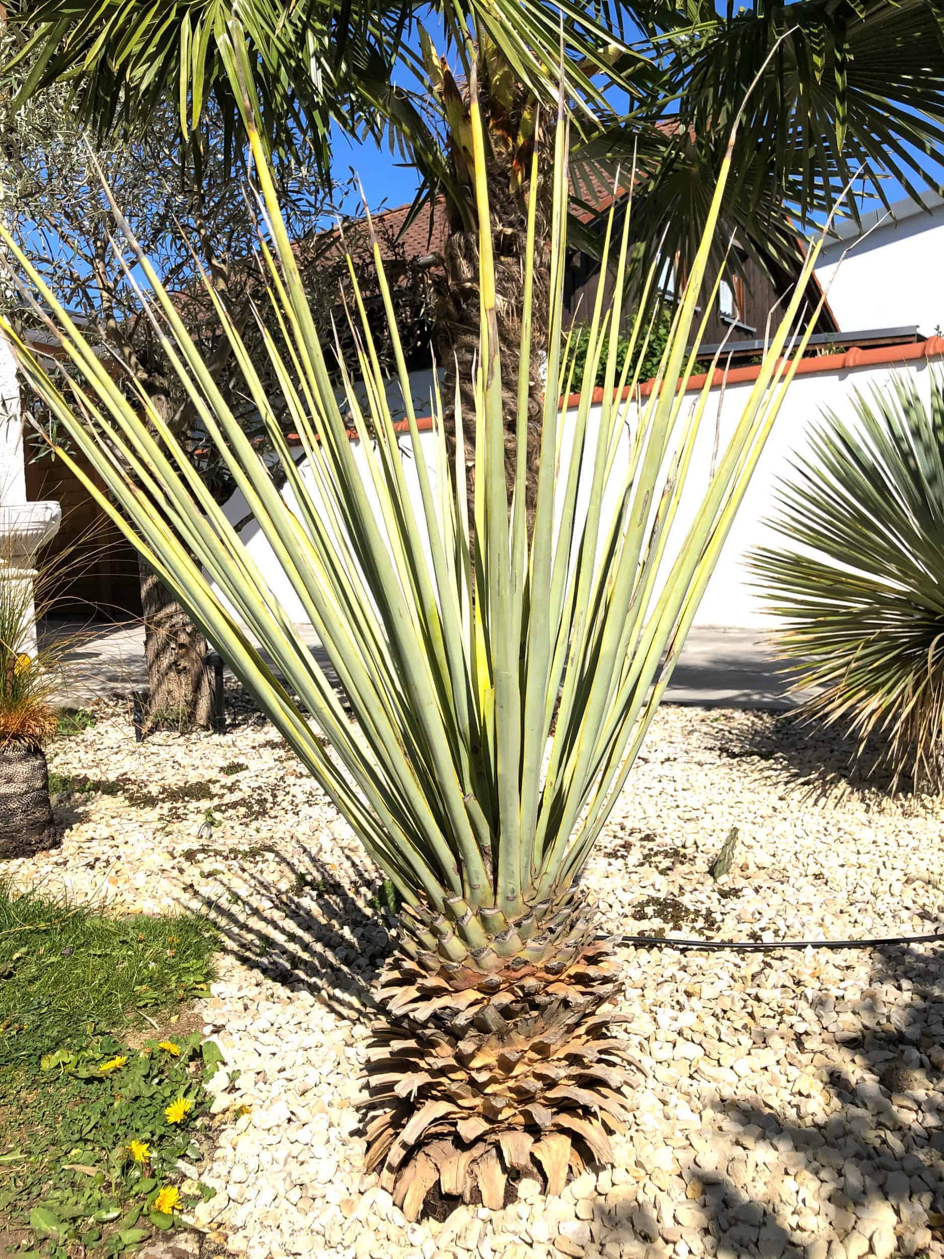 Yucca rigida: Steckbrief 1