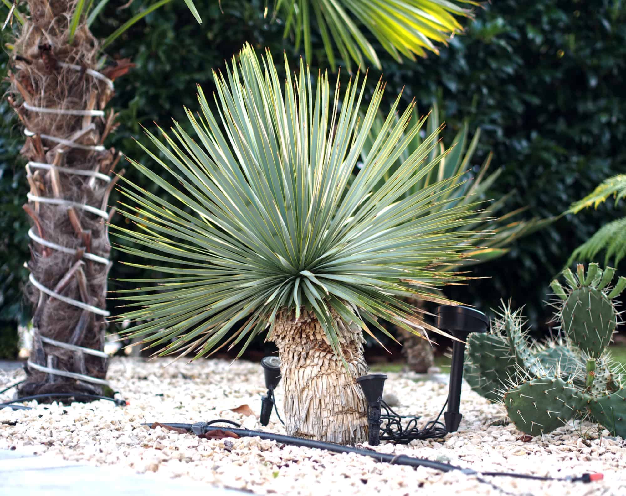 Yucca rostrata: Zahlen, Daten, Fakten 1