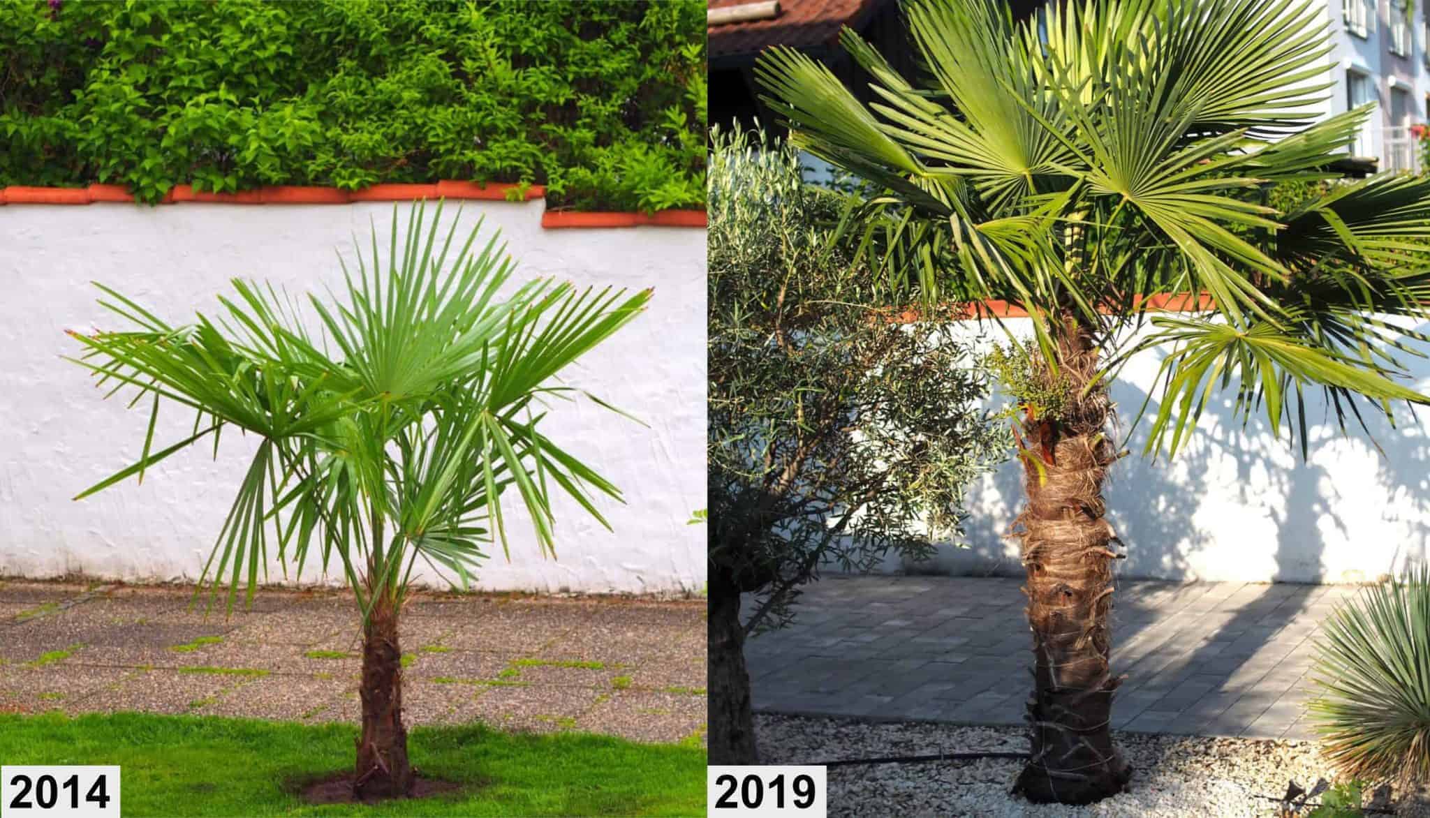 Trachycarpus fortunei: chronologisches Wachstum 2