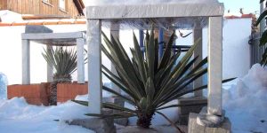 Yucca: Winterschutz-Methode "Überdachung"