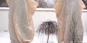Trachycarpus Fortunei: Winterschutz-Methode "Umhausung"