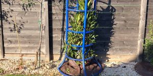 Nerium oleander: Winterschutz-Methode "Umhausung"