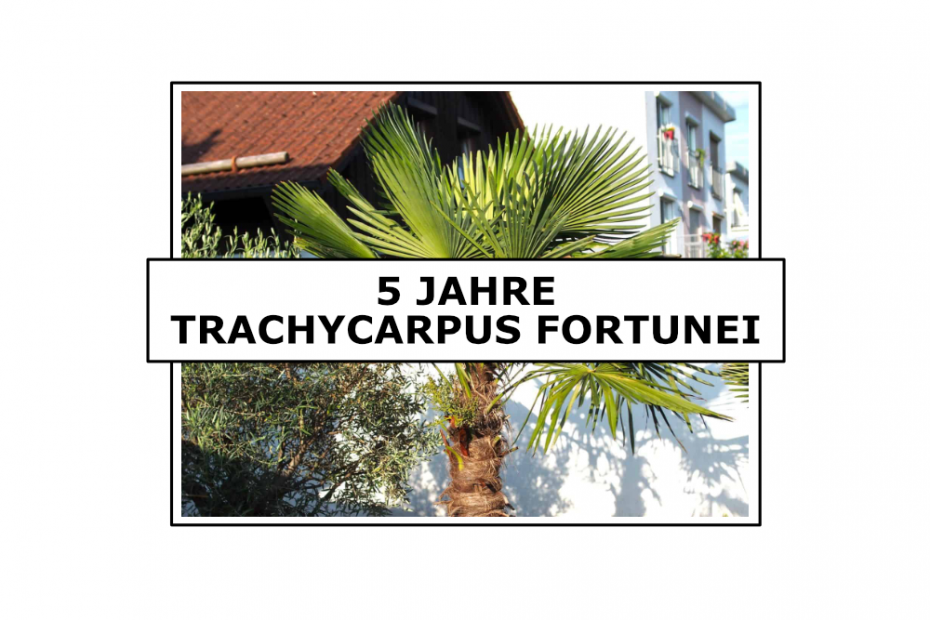 Trachycarpus fortunei: 5 Jahre 1