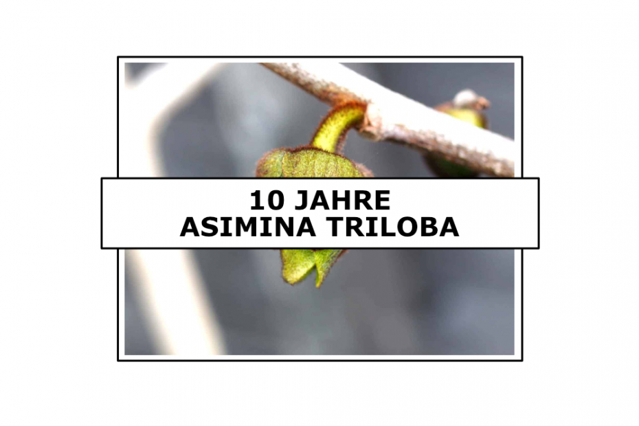 Asimina triloba: 10 Jahre 10