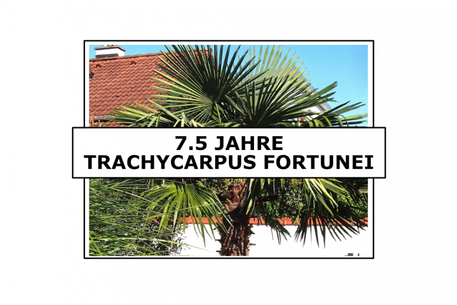 Trachycarpus fortunei: 7.5 Jahre 3