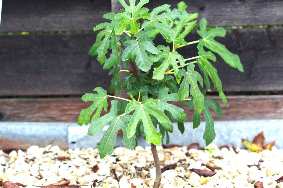 Ficus carica: Steckbrief 4