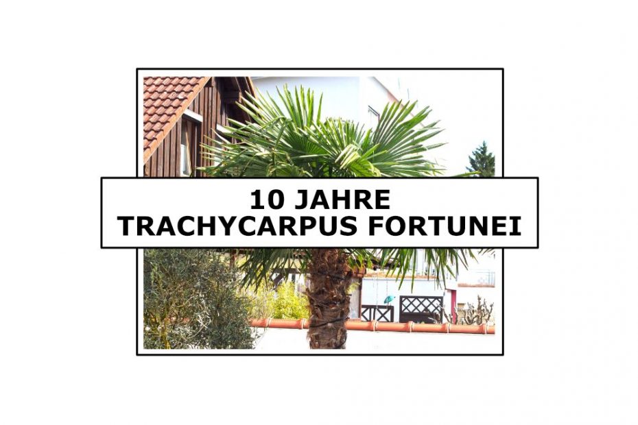 Trachycarpus fortunei: 10 Jahre 10