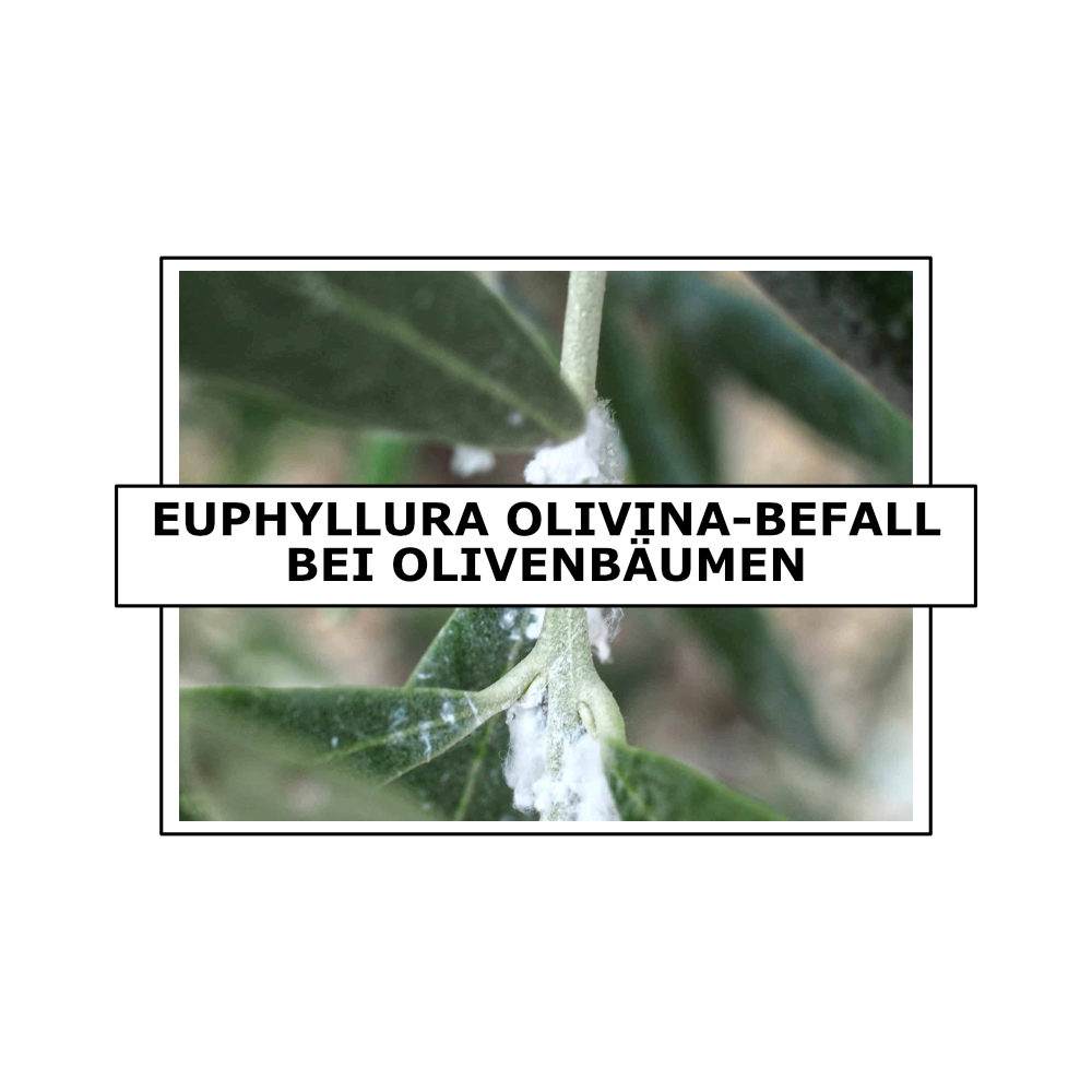 Euphyllura olivina-Befall bei Olivenbumen | Der Exotengrtner  Gartenblog  fr exotische, winterharte Pflanzen
