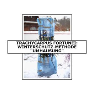 Trachycarpus Fortunei: Winterschutz-Methode "Umhausung" 10