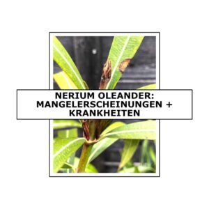 Nerium oleander: Mangelerscheinungen + Krankheiten 10