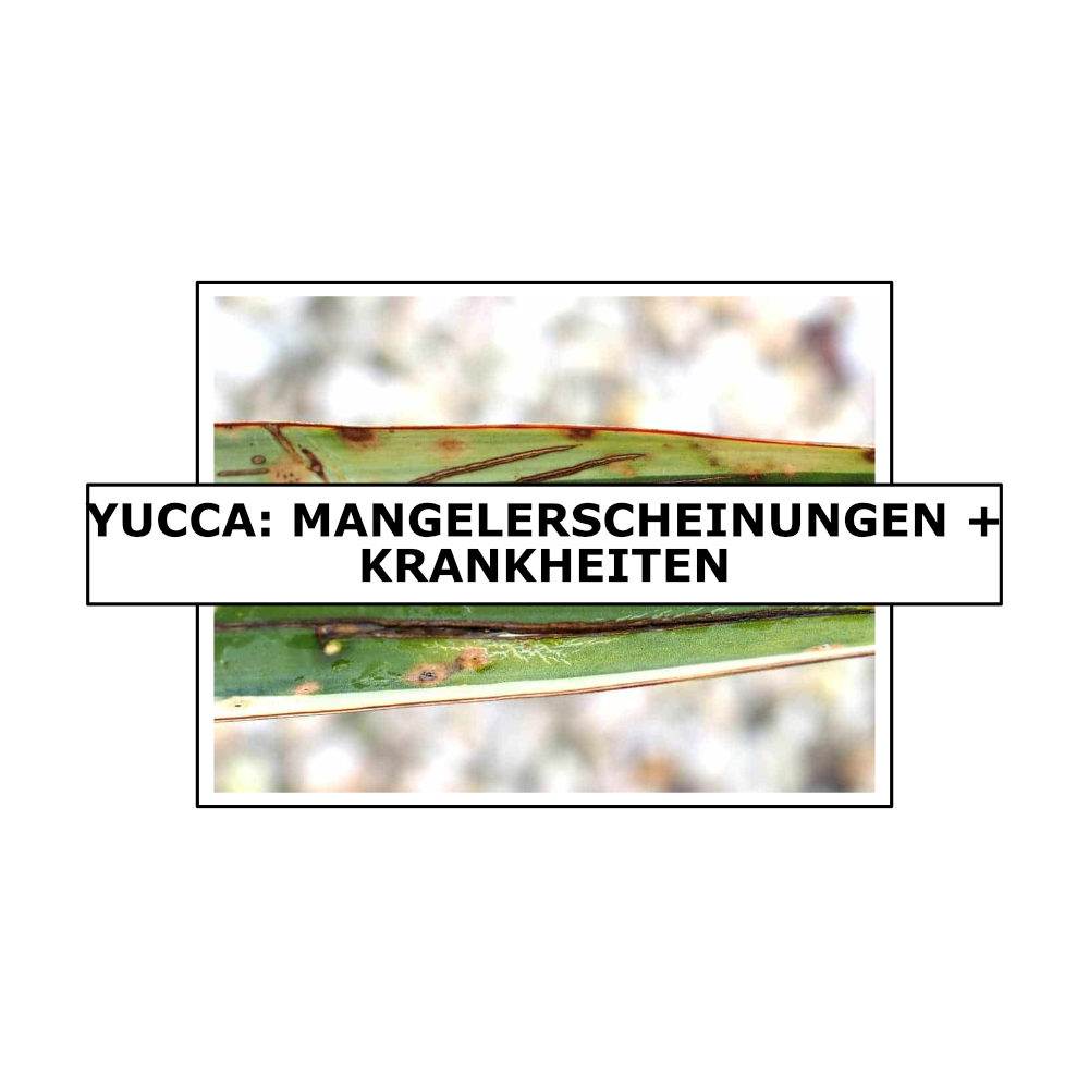 Yucca: Mangelerscheinungen + Krankheiten | Der Exotengrtner  Gartenblog  fr exotische, winterharte Pflanzen