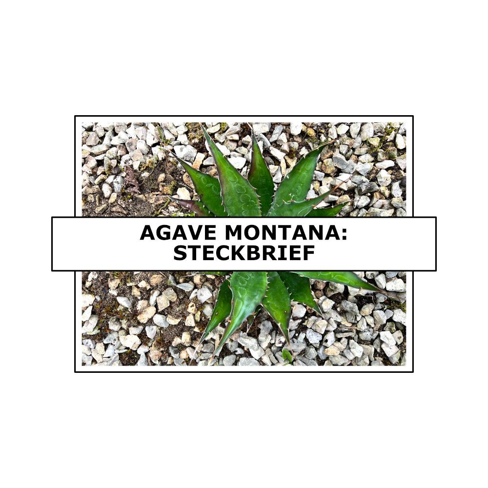 200x Agave Samen – Seltene Winterharte Kräuterpflanzen, Für Garten, Hochbeet & Balkon, Exotische Grünpflanze, Bonsai Geeignet