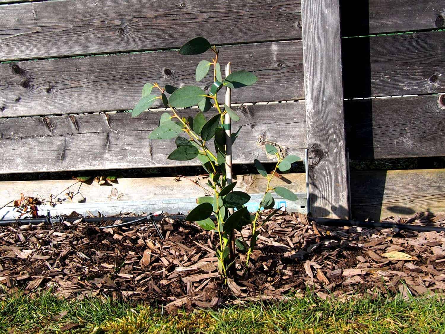 Eucalyptus pauciflora: Steckbrief 5