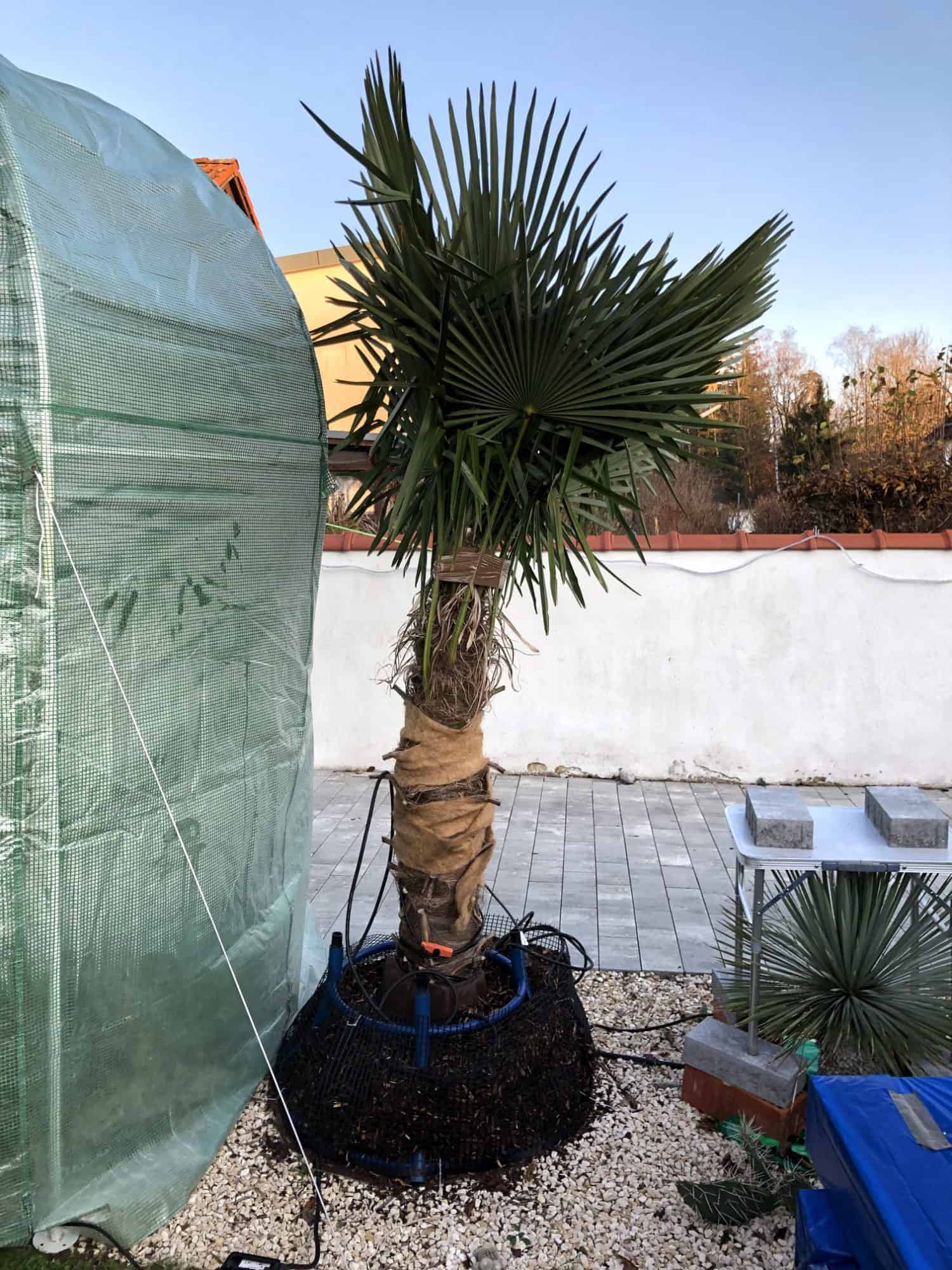 Winterschutz-Alternativen für meine Trachycarpus fortunei 5