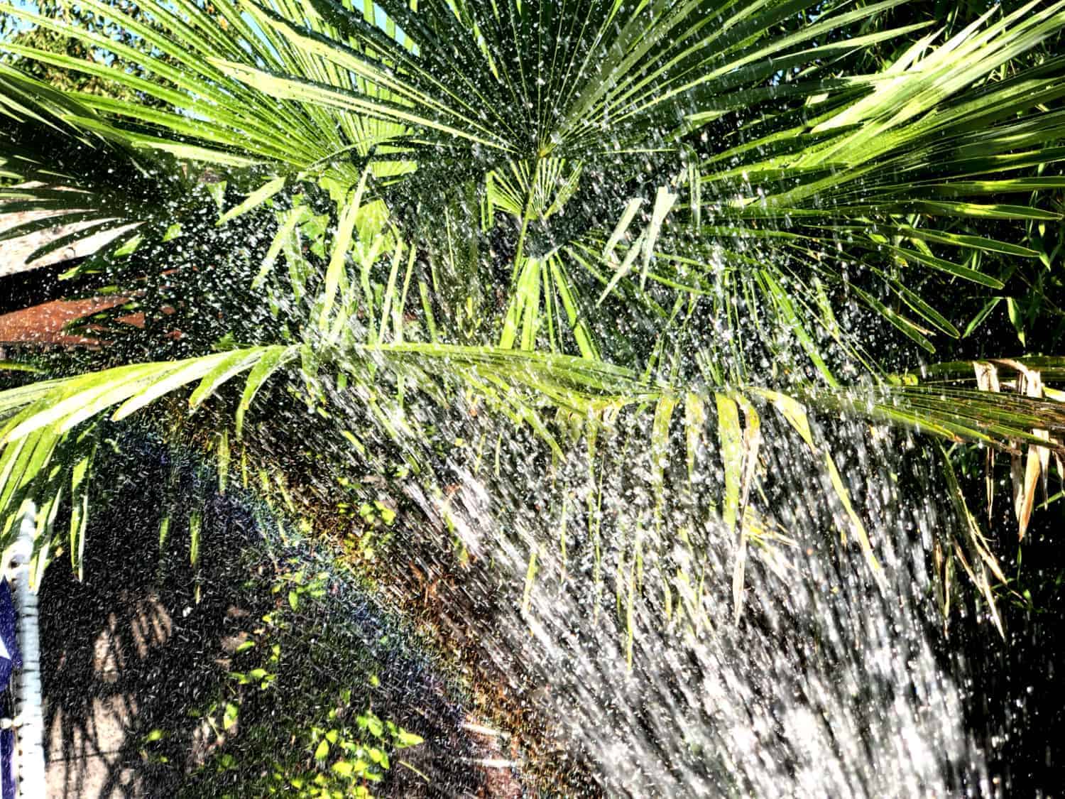 Wasseraufnahme von Pflanzen 1