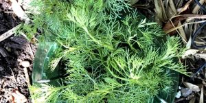 Artemisia procera