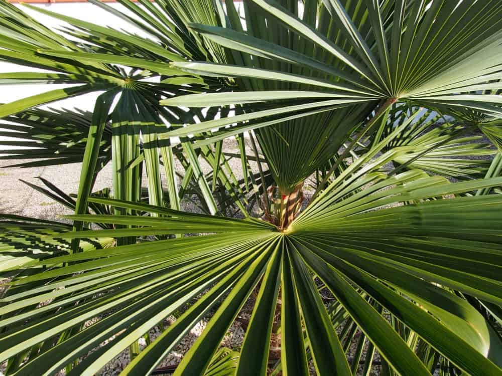 Trachycarpus Fortunei: umweltbedingte Variationen 6