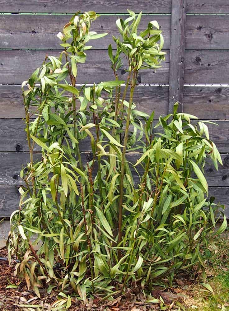Nerium oleander: Mangelerscheinungen + Krankheiten 10