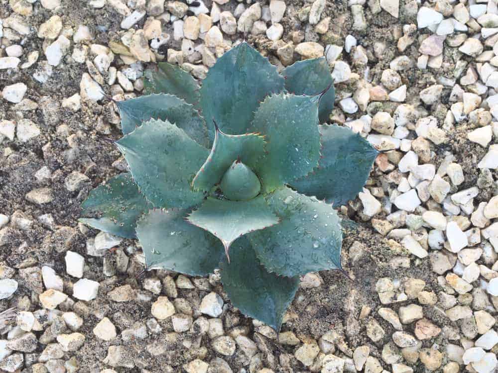 Agave parryi: Steckbrief 1