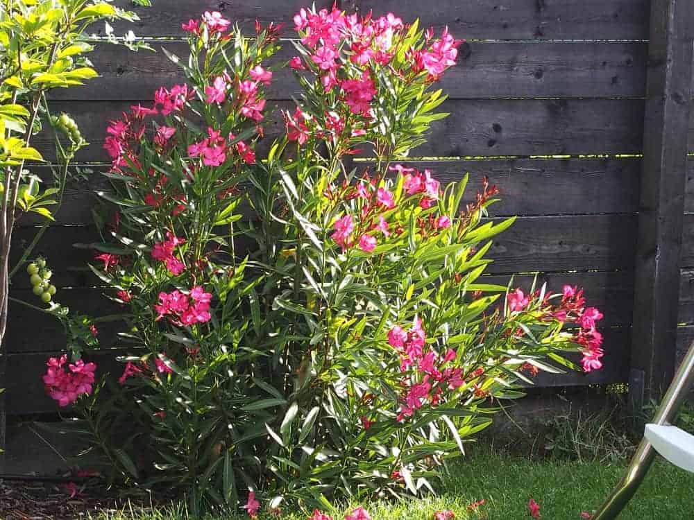Nerium oleander: Kaufgründe 10