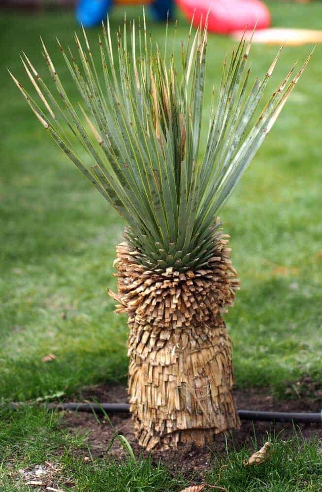 Yucca rostrata: Steckbrief 6