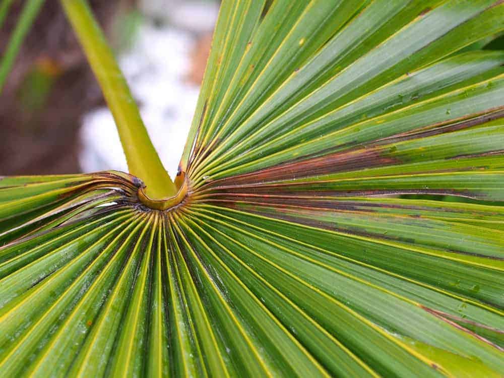 Trachycarpus Fortunei: Mangelerscheinungen + Krankheiten 10